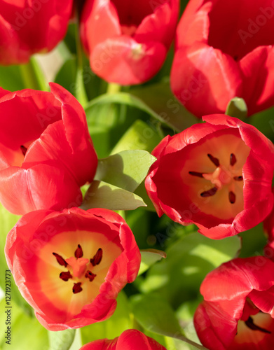 beautiful red tulips on a light background in a vase