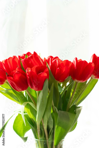 beautiful red tulips on a light background in a vase