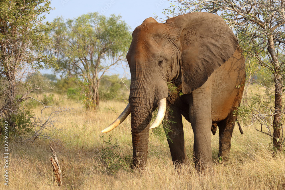 Fototapeta premium Afrikanischer Elefant / African elephant / Loxodonta africana..