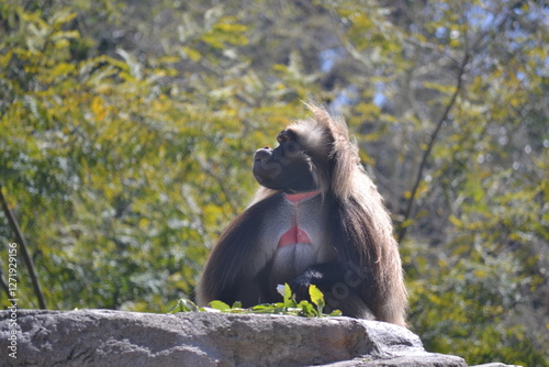 Obraz na płótnie mother baboon thinking