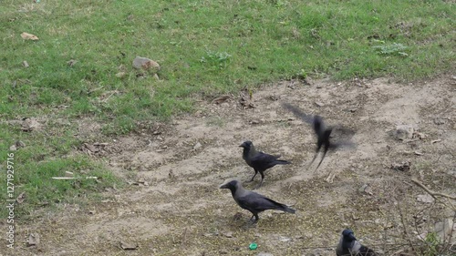 The crows are roaming and collecting tree branches to build a nest