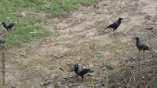The crows are roaming and eating insects from the dirty field