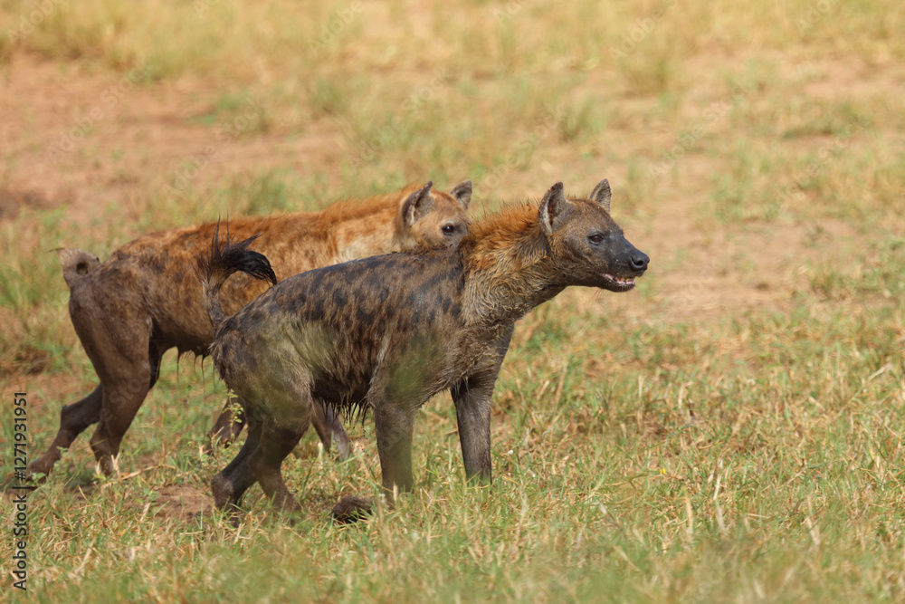 Tüpfelhyäne / Spotted hyaena / Crocuta crocuta Tüpfelhyäne / Spotted hyaena / Crocuta crocuta