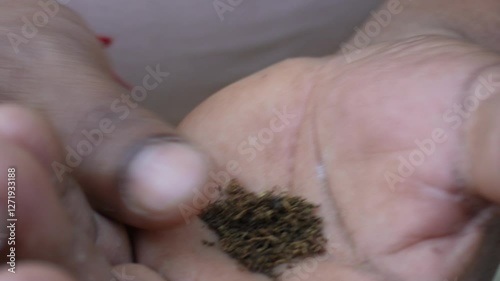 The sun-dried tobacco leaves are getting prepared by the help of palms of hands