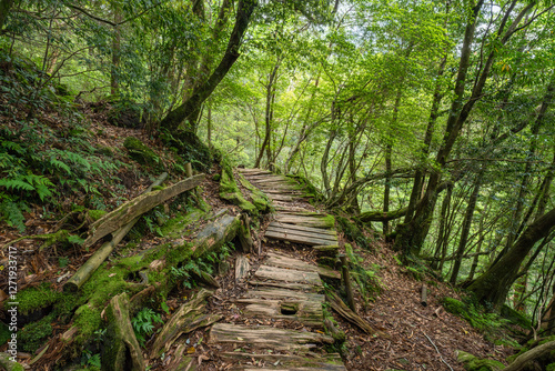Forest trail, Shiratani Unsuikyo Valley, Yakushima Island, Japan