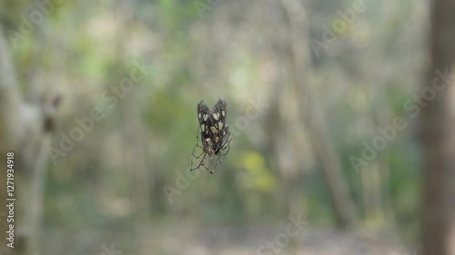 jewel spider likely the Austracantha minax also known as the Christmas spider. It has captured a moth and trying to eat close-up