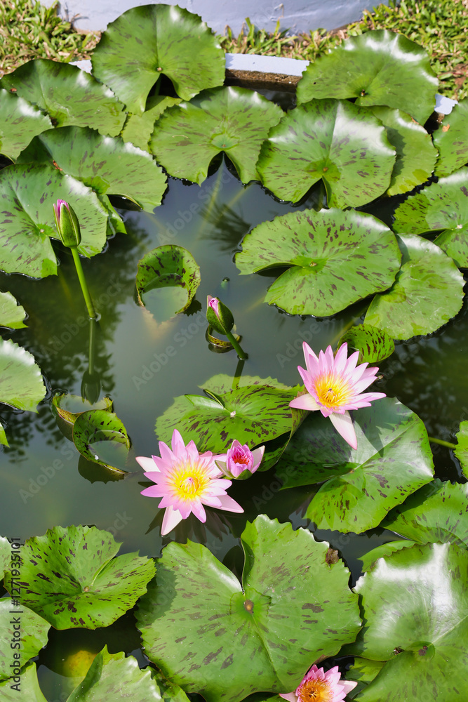 group of pink water lily flowers and leaves  in bathtub