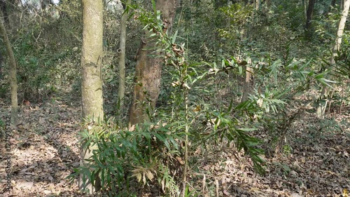 Podocarpus tree, likely Podocarpus lambertii, Podocarpus oleifolius, or Podocarpus elatus