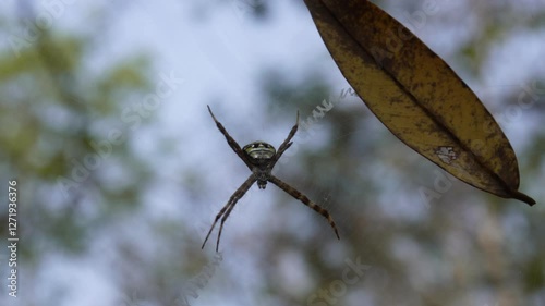 Argiope spider, possibly Argiope anasuja or Argiope keyserlingi, hanging upside down.