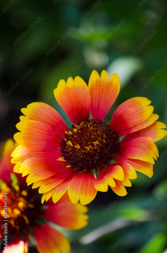 Gaillardia