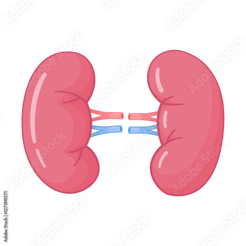 Illustration of Healthy Human Kidneys with Vessels on a White Background