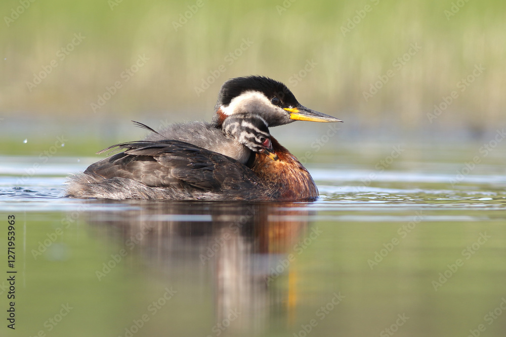 Perkoz rdzawoszyi (Podiceps grisegena), red-necked grebe Perkoz rdzawoszyi (Podiceps grisegena), red-necked grebe