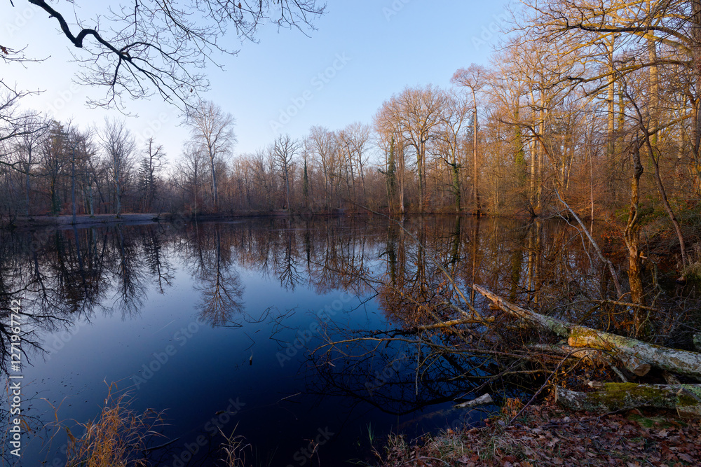 Obraz premium Evées pond in Fontainebleau forest