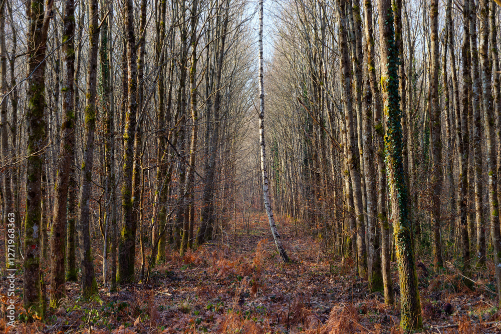 Fototapeta premium Alone birch tree in Fontainebleau forest