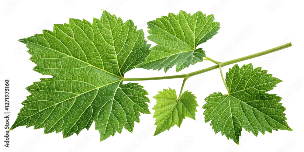 Grapevine Leaf Branch, Isolated on Transparent Background, High-Resolution Image, Green Foliage, Botanical Illustration, vine, leaf, botany Grapevine Leaf Branch, Isolated on Transparent Background, High-Resolution Image, Green Foliage, Botanical Illustration, vine, leaf, botany