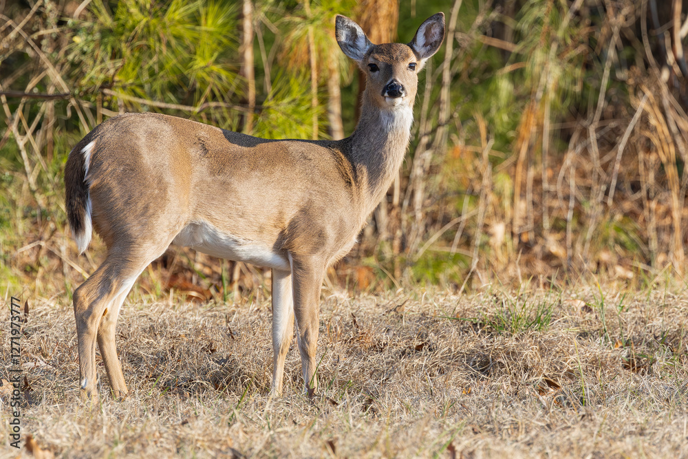 White Tailed doe foraging at a wildlife refuge in Rome Georgia. White Tailed doe foraging at a wildlife refuge in Rome Georgia.