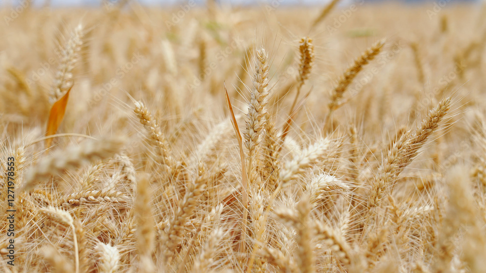 Fototapeta premium Mature wheat ears