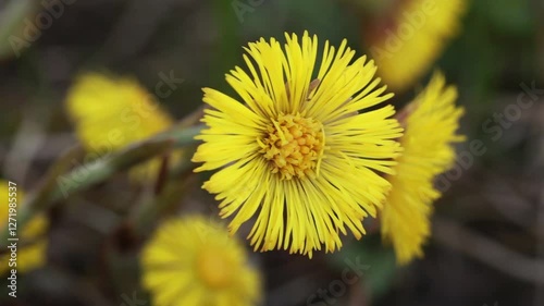 blooming yellow coltsfoot in the garden in spring