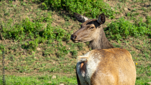Female deer maral or wapiti walks through pasture with green grass on sunny summer day photo