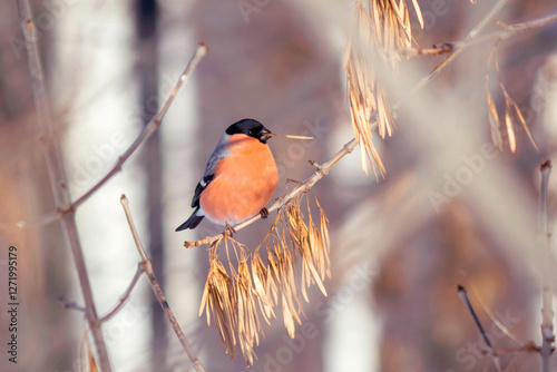 Valokuva A bullfinch bird (male) sits on a branch of an ash tree feeding on dry seeds