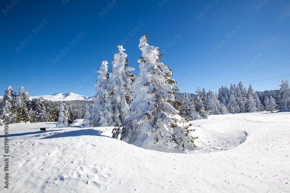 Fototapeta premium forest, clear sky and snow image