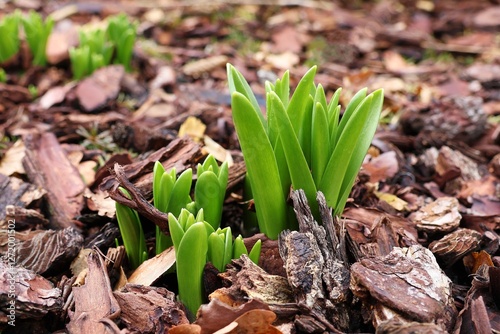 Young spring plants emerge from the ground in the spring .Leaves of bluebells.
