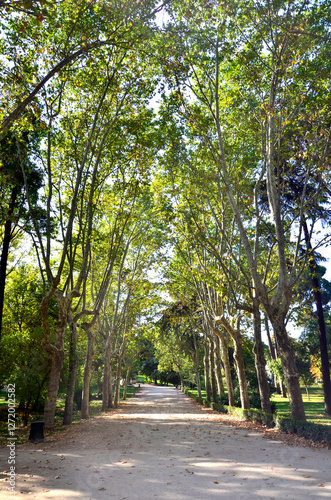 Wallpaper Mural Paseo en un parque Torontodigital.ca