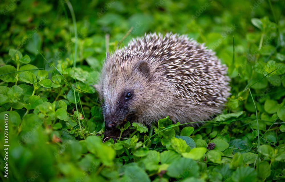 Hedgehog in the grass. Cute hedgehog Hedgehog in the grass. Cute hedgehog
