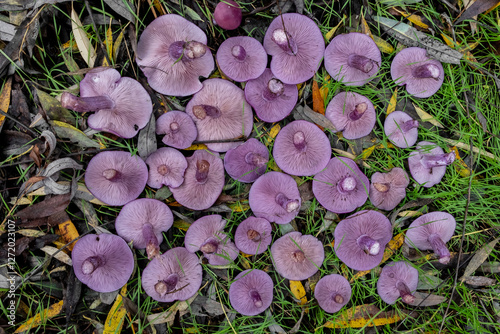 lepista nuda 2