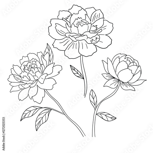 Hand drawn peony flower, sketch vector illustration isolated on white background.