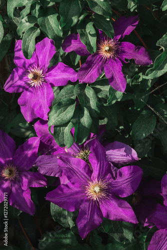 Flowers for florists - large purple clematis. Growing ornamental climbing plants in the garden