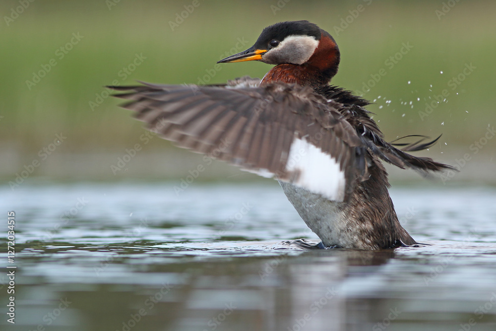 Perkoz rdzawoszyi (Podiceps grisegena), red-necked grebe Perkoz rdzawoszyi (Podiceps grisegena), red-necked grebe