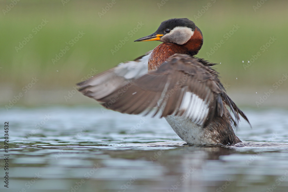 Perkoz rdzawoszyi (Podiceps grisegena), red-necked grebe Perkoz rdzawoszyi (Podiceps grisegena), red-necked grebe
