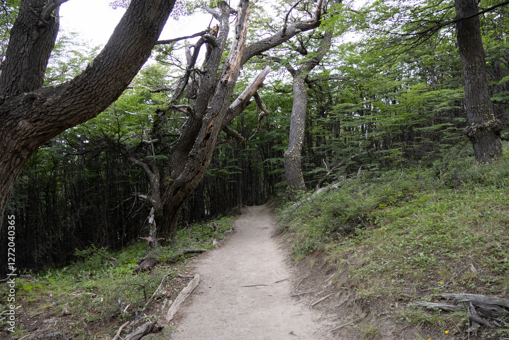 Trail with a wide and well-marked path in the middle of a forest in Los Glaciares National Park Trail with a wide and well-marked path in the middle of a forest in Los Glaciares National Park