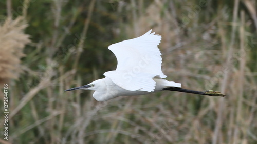 snowy egret in flight