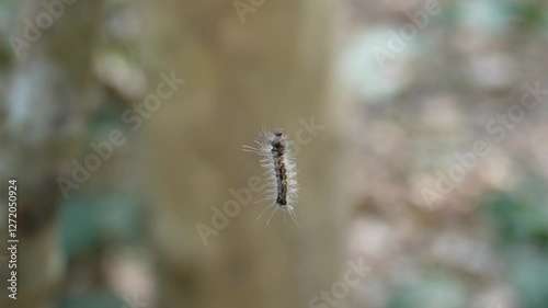 caterpillar, possibly a Fall webworm, Eastern tent caterpillar, or Oak processionary moth larva in close-up