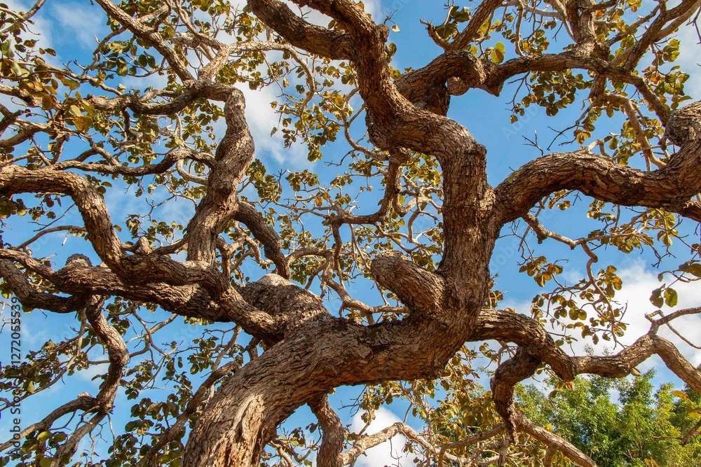 Tree pequi (Caryocar brasiliense). Typical Brazilian tree with blue sky in the background. Selective focus. Tree pequi (Caryocar brasiliense). Typical Brazilian tree with blue sky in the background. Selective focus.