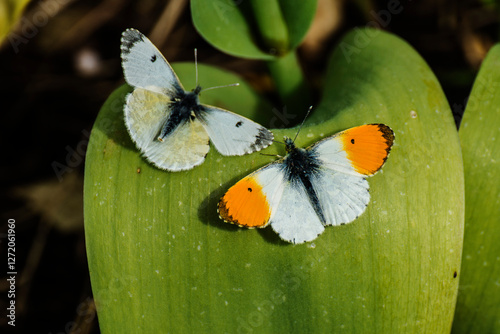 male and female orange tip butterfly on a leave in the city garden