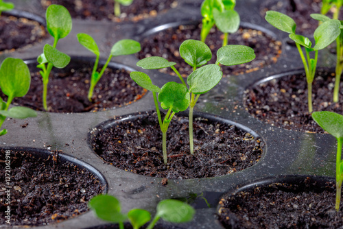 A picture of small plants in black plastic containers. These plants are ready for purchase and planting in the garden. These sprouts can grow into cabbages or pumpkins.