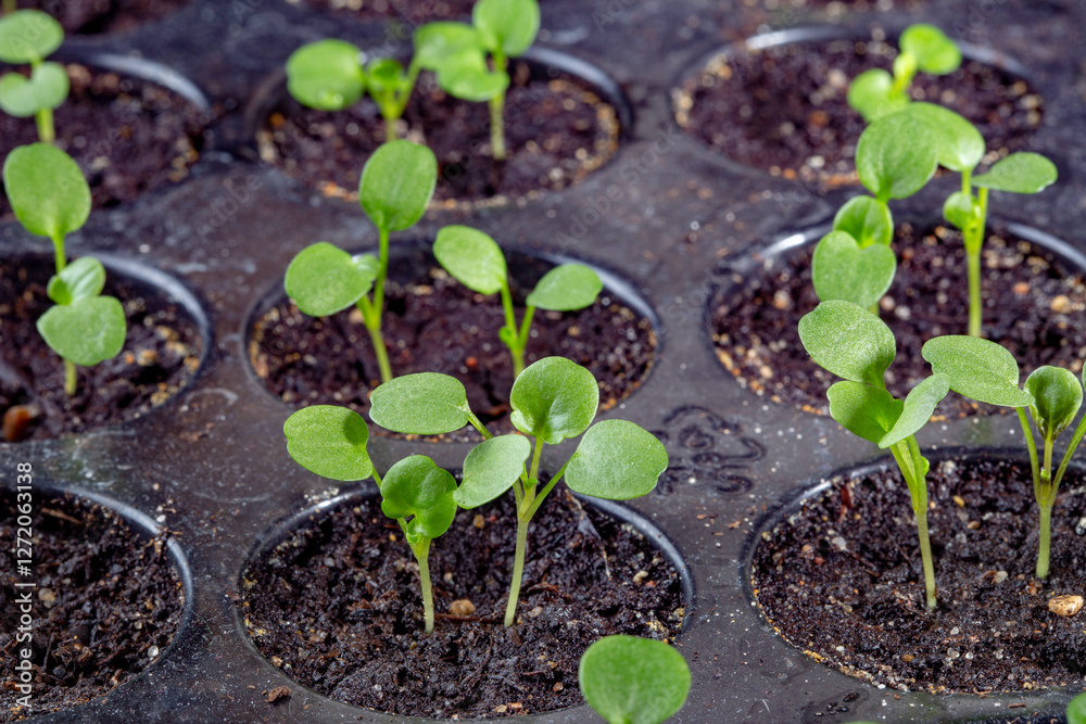 A picture of small plants in black plastic containers. These plants are ready for purchase and planting in the garden. These sprouts can grow into cabbages or pumpkins. A picture of small plants in black plastic containers. These plants are ready for purchase and planting in the garden. These sprouts can grow into cabbages or pumpkins.