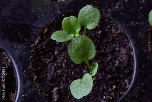 A picture of small plants in black plastic containers. These plants are ready for purchase and planting in the garden. These sprouts can grow into cabbages or pumpkins.