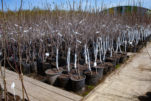 Garden market. Huge rows of young trees and bushes stand in containers, prepared for sale in spring. People will buy these plants to grow them in their own gardens. Trunks of plants painted in white 
