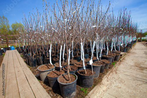 Garden market. Huge rows of young trees and bushes stand in containers, prepared for sale in spring. People will buy these plants to grow them in their own gardens. Trunks of plants painted in white 
