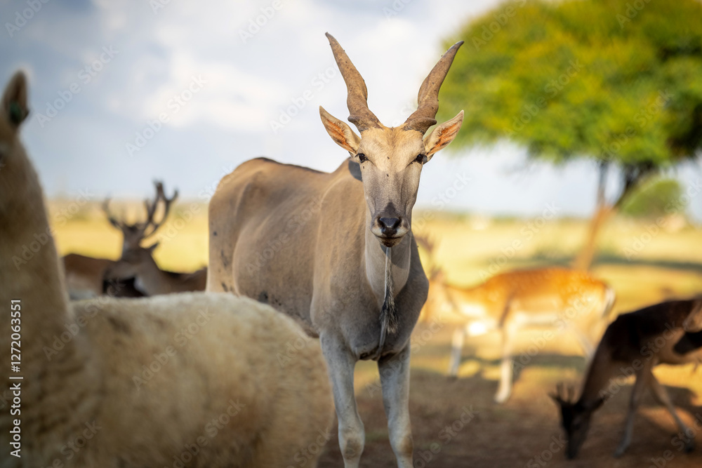 Eland in South Africa with a African Sunset Eland in South Africa with a African Sunset
