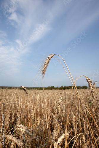 several of  tallest stalks of rye stand in foreground of  vast field of ripe  golden rye. sunlit field stretches out awaiting agricultural machines for harvesting. Rye seeds processed  into bread.