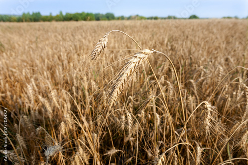 several of  tallest stalks of rye stand in foreground of  vast field of ripe  golden rye. sunlit field stretches out awaiting agricultural machines for harvesting. Rye seeds processed  into bread.