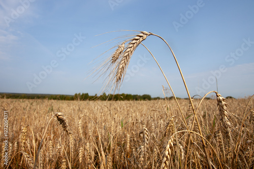 several of  tallest stalks of rye stand in foreground of  vast field of ripe  golden rye. sunlit field stretches out awaiting agricultural machines for harvesting. Rye seeds processed  into bread.