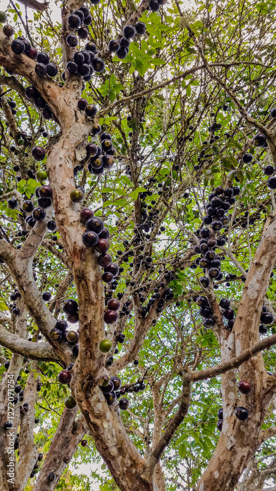 Fototapeta premium Jabuticaba brasileira, Explosão de Sabores Brasileiros - A Rainhas Jabuticabeira