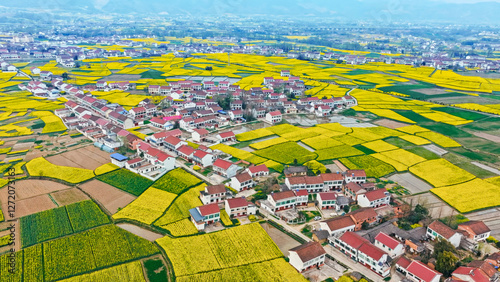 Spring rapeseed flowers in beautiful rural areas of China photo