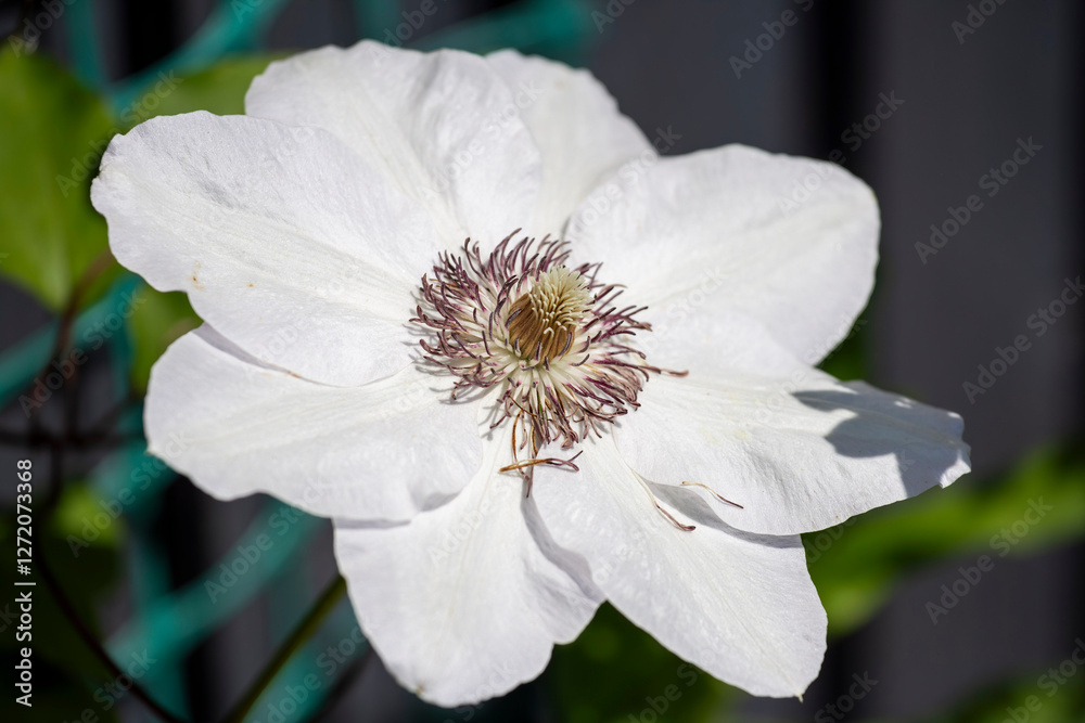Obraz premium white flower